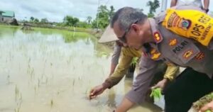 Kasatgas Binmas Noken Operasi Damai Cartenz Pantau Satgasres Binmas Tanam Padi di Yahukimo