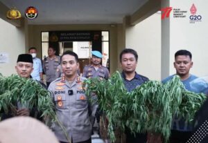 Polri Temukan 10 Hektare Ganja di Gunung Karuhun