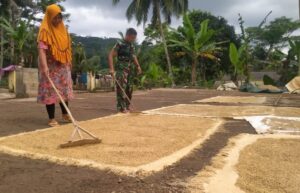 Satgas TNI TMMD Kodim 0612/Tasikmalaya Bantu Warga Jemur Padi