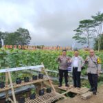 Kapolsek Tamansari Hadiri Panen Melon di Agro Digital Tasikmalaya