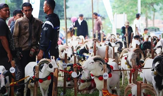 Pesta Patok Domba Kambing Kabupaten Tasikmalaya Meriahkan Milangkala ke-394 dan HUT Bhayangkara ke-80