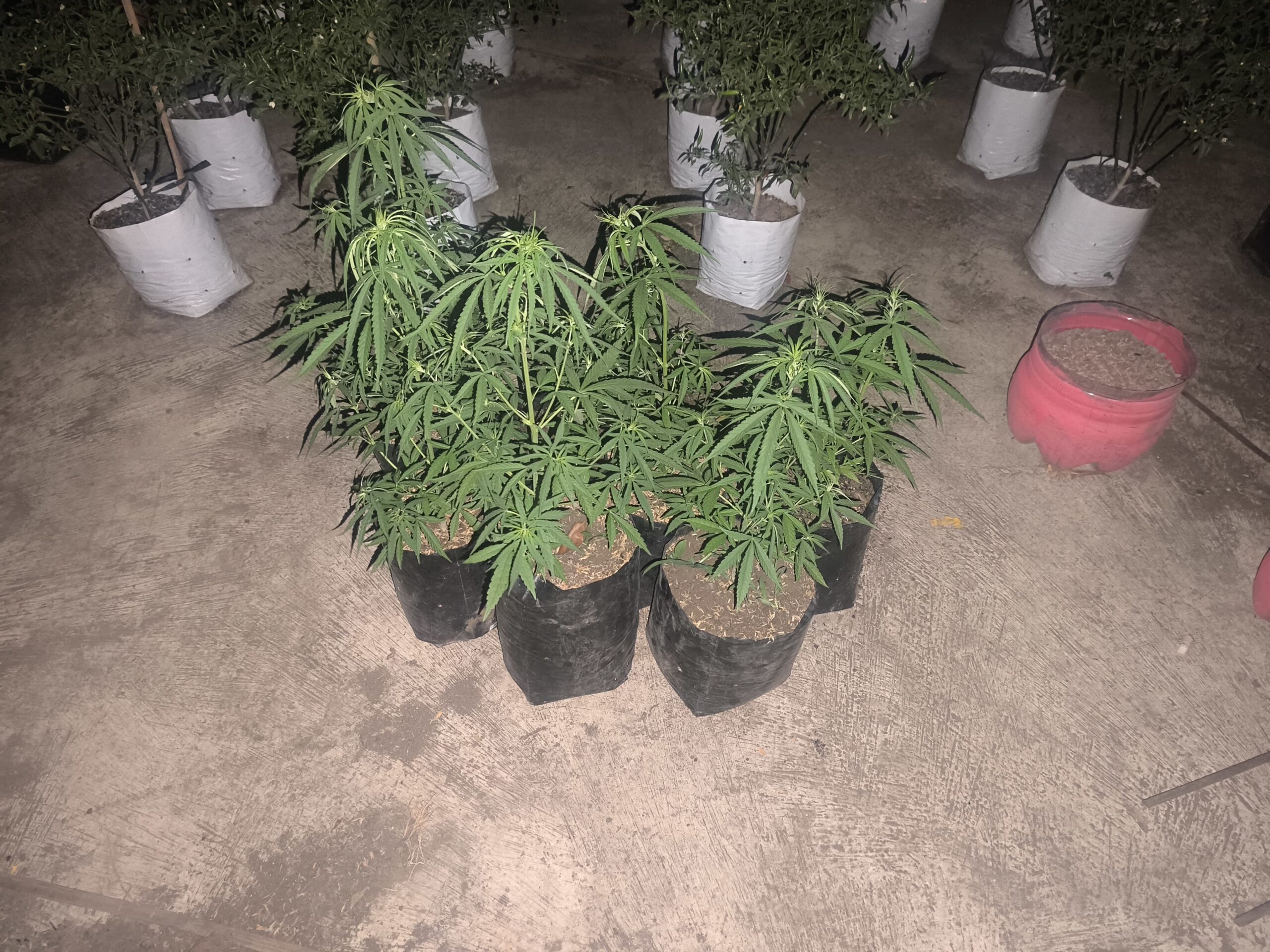 Polres Tasikmalaya Kota mengamankan tujuh pot tanaman ganja di Rajapolah